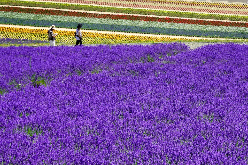 Two people walk along a path beside a vibrant field of blooming flowers. In the foreground, there is a large patch of purple lavender. In the background, rows of colorful flowers including red, yellow, and white create a stunning, multicolored landscape.