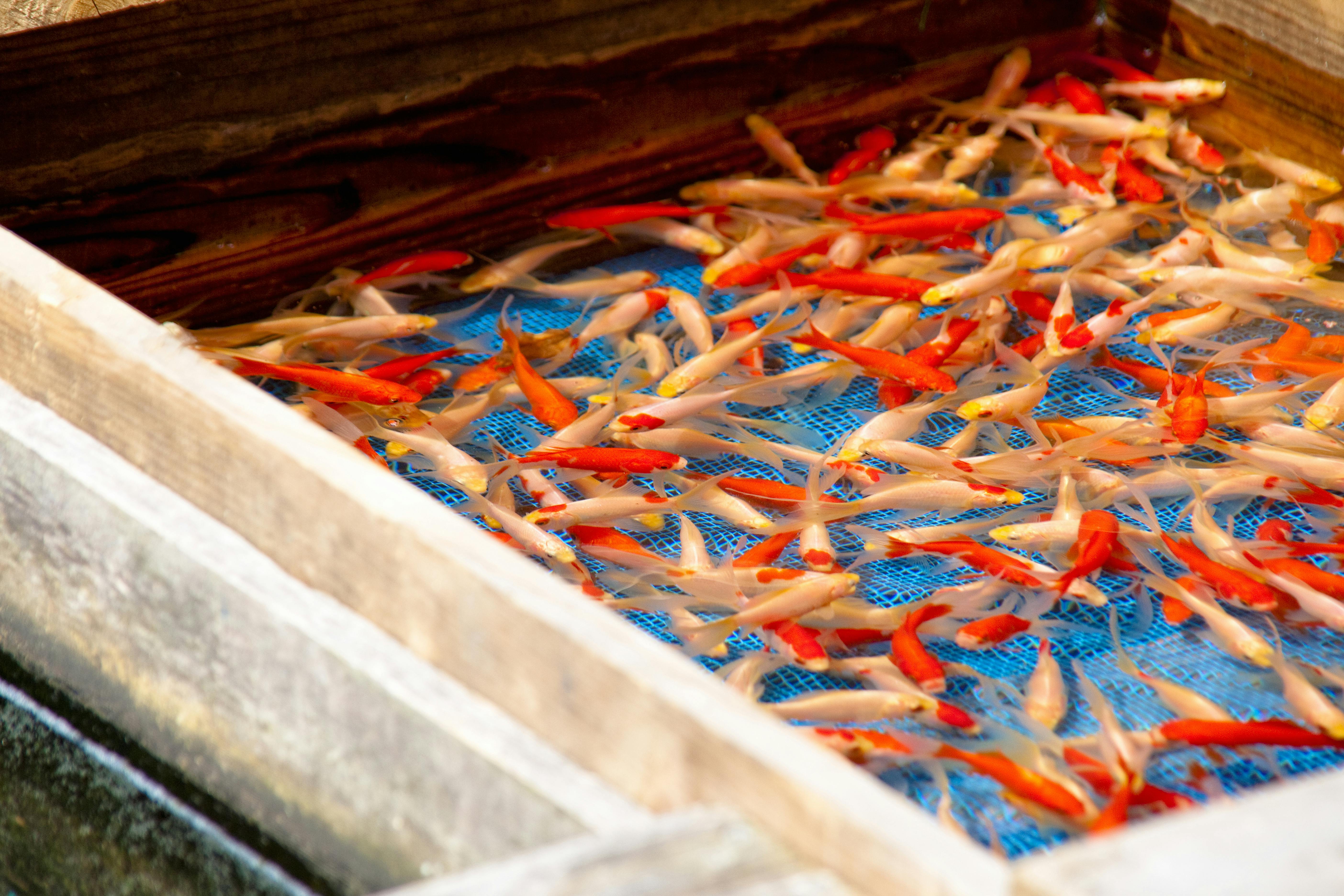 Full-Day Goldfish Unique Experience in Yamato-Koriyama, Nara - Trip To ...