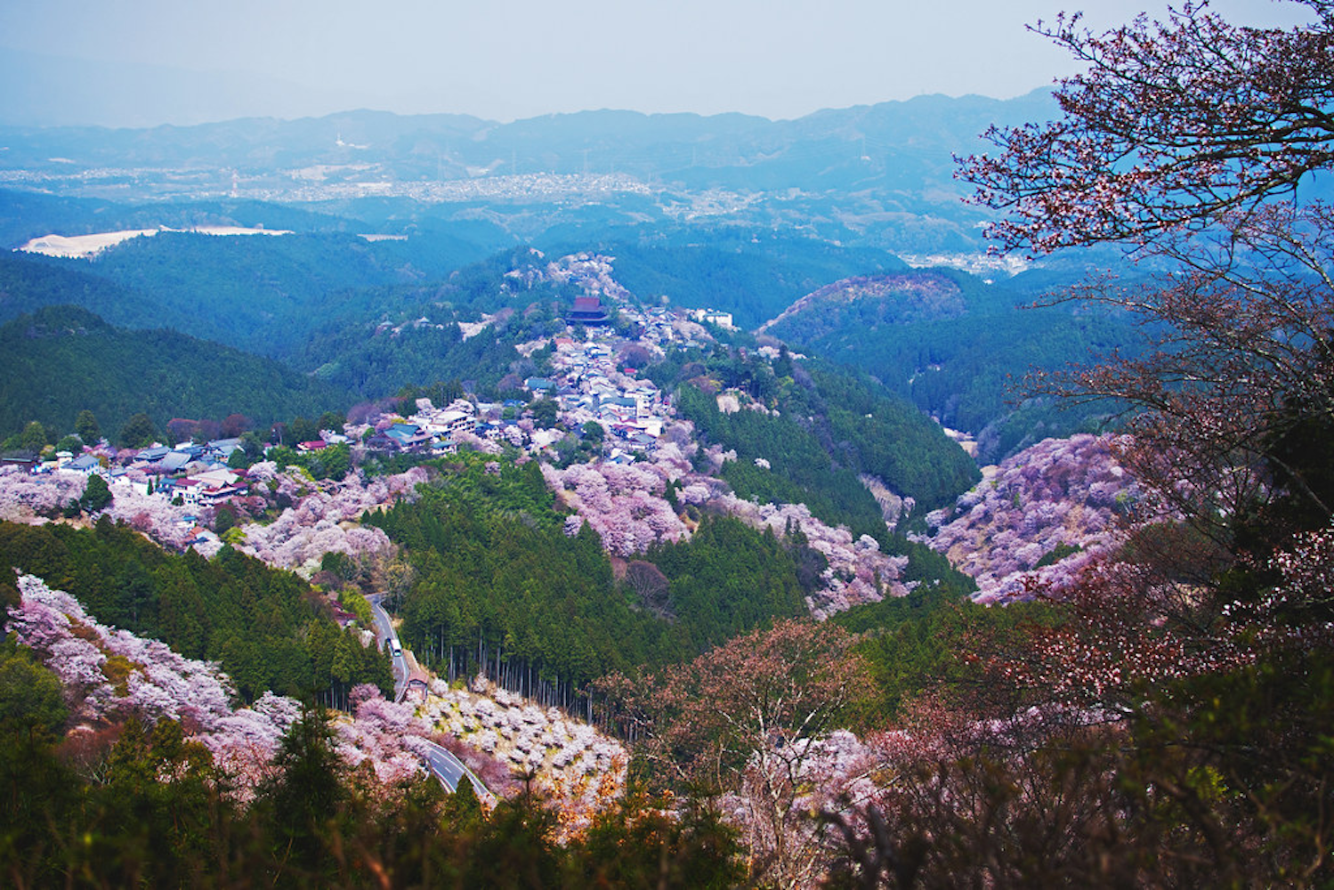 Cherry Blossoms