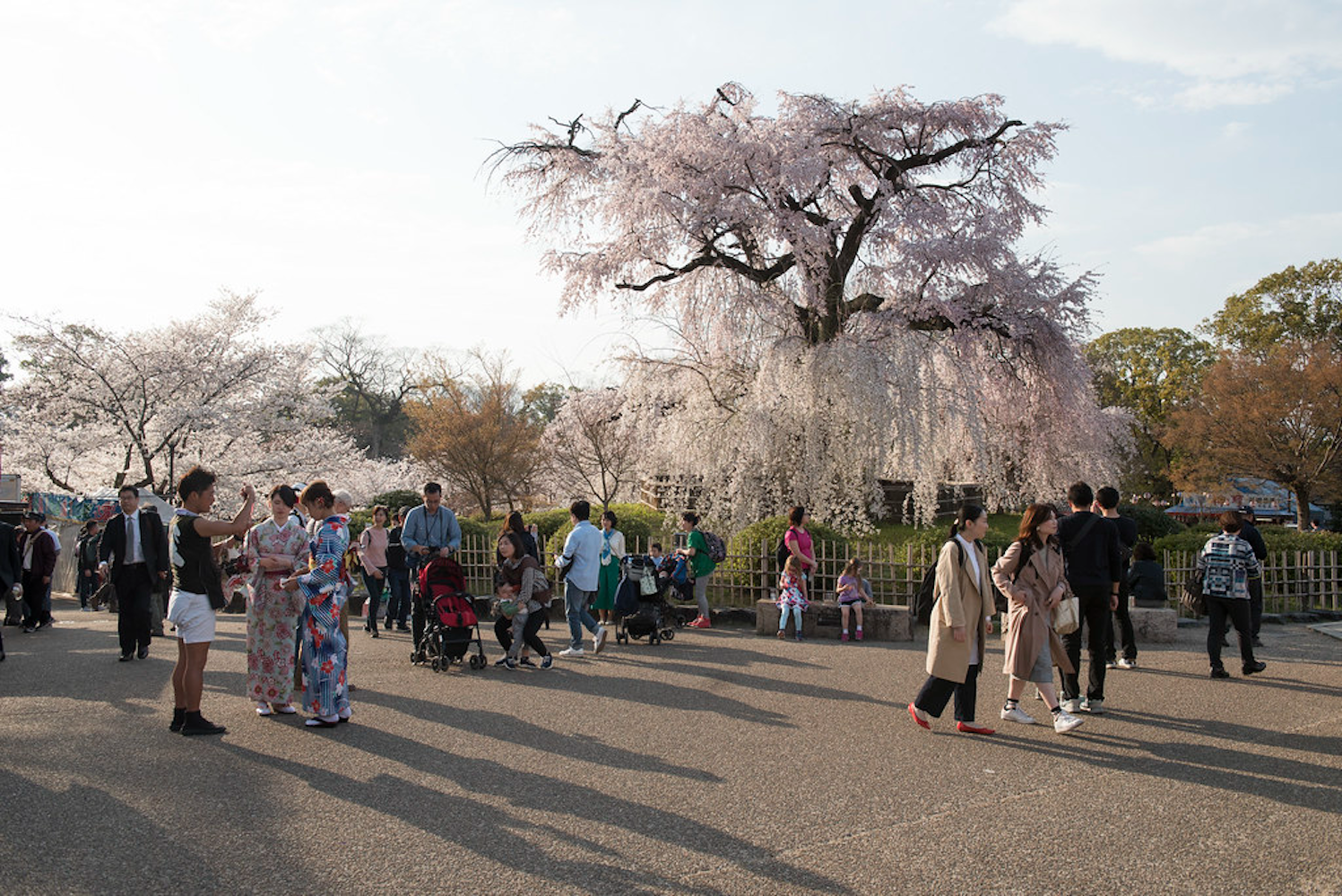 Cherry Blossoms