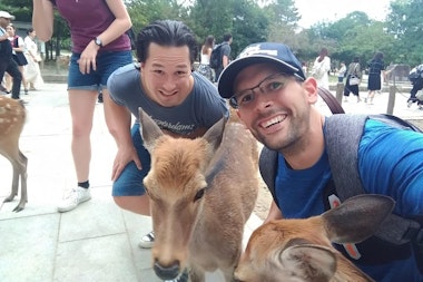 Nara Deer