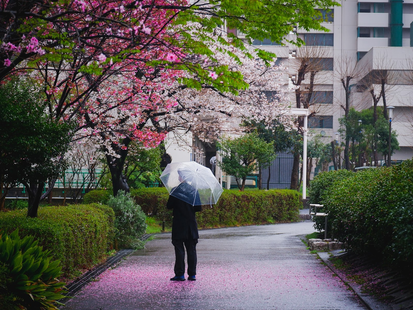 Cherry Blossoms