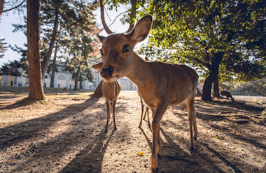 Nara Deer