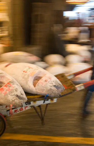 Fish Market Fish Market