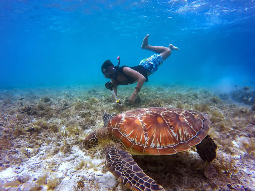 Diving with Turtle