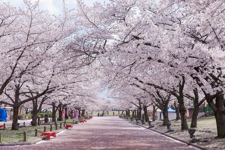 Expo '70 Commemorative Park Cherry Blossoms