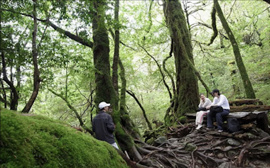 Yakushima Trekking