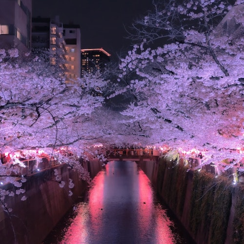 Cherry Blossoms Cherry Blossoms