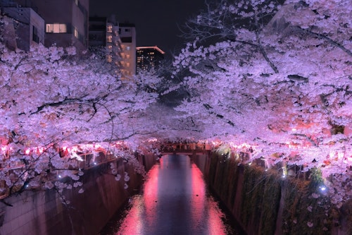 Cherry Blossoms