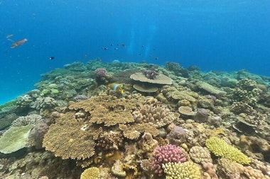 Okinawa Underwater