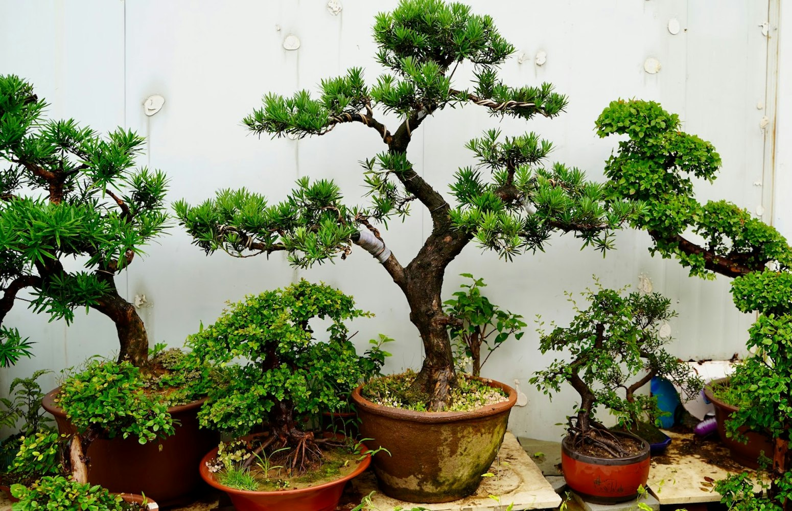 日本の盆栽の芸術を探る:ミニチュアの美を育てる - Trip To 日本の盆栽の芸術を探る:ミニチュアの美を育てる - Trip To