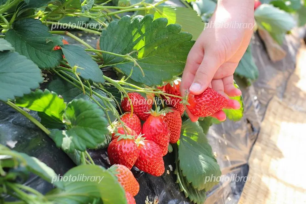 Strawberry Field