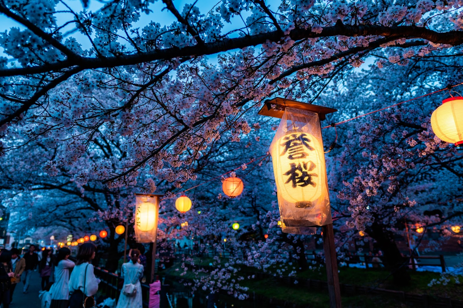 Cherry Blossoms in Tokyo