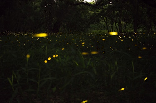 Fireflies in Tokyo