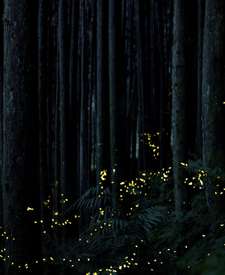 Fireflies in Ibaraki Fireflies in Ibaraki