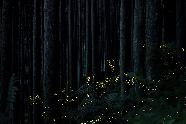 Fireflies in Ibaraki