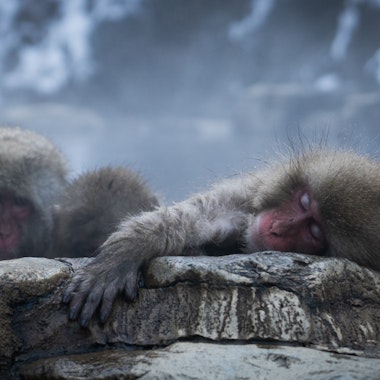 Snow Monkeys Snow Monkeys