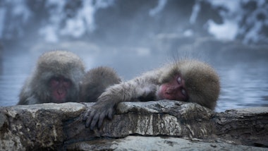 Snow Monkeys