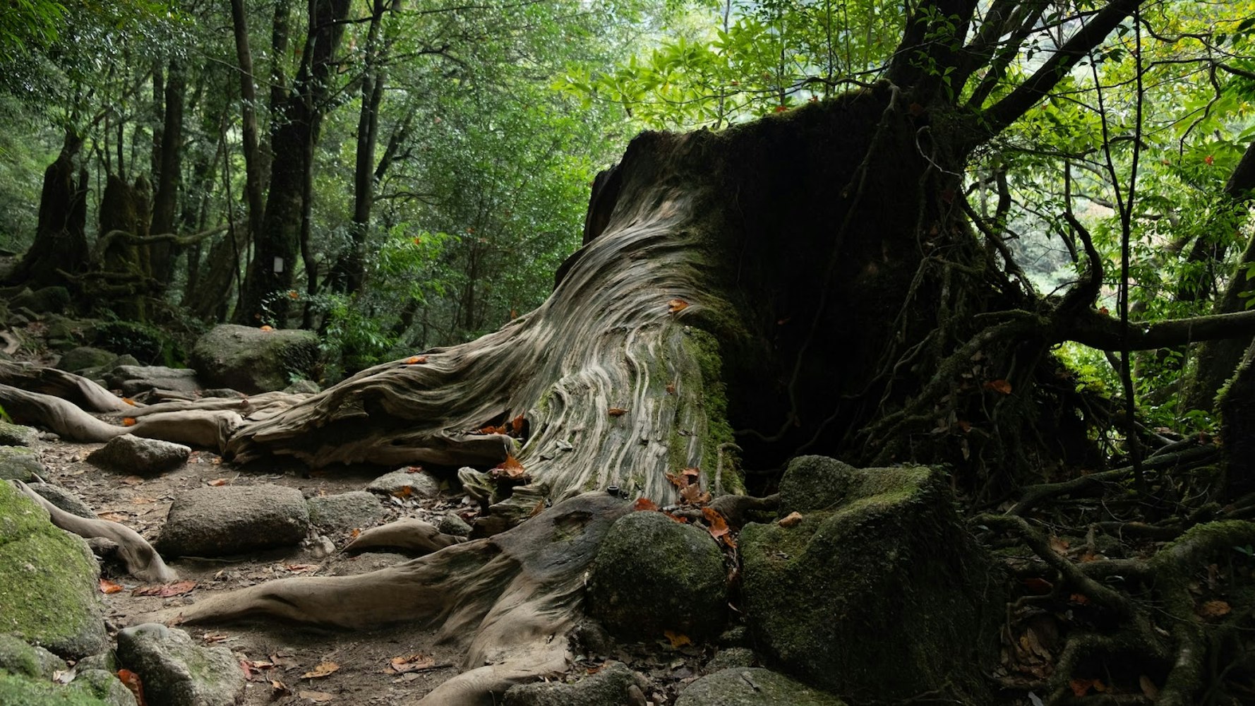 Yakushima