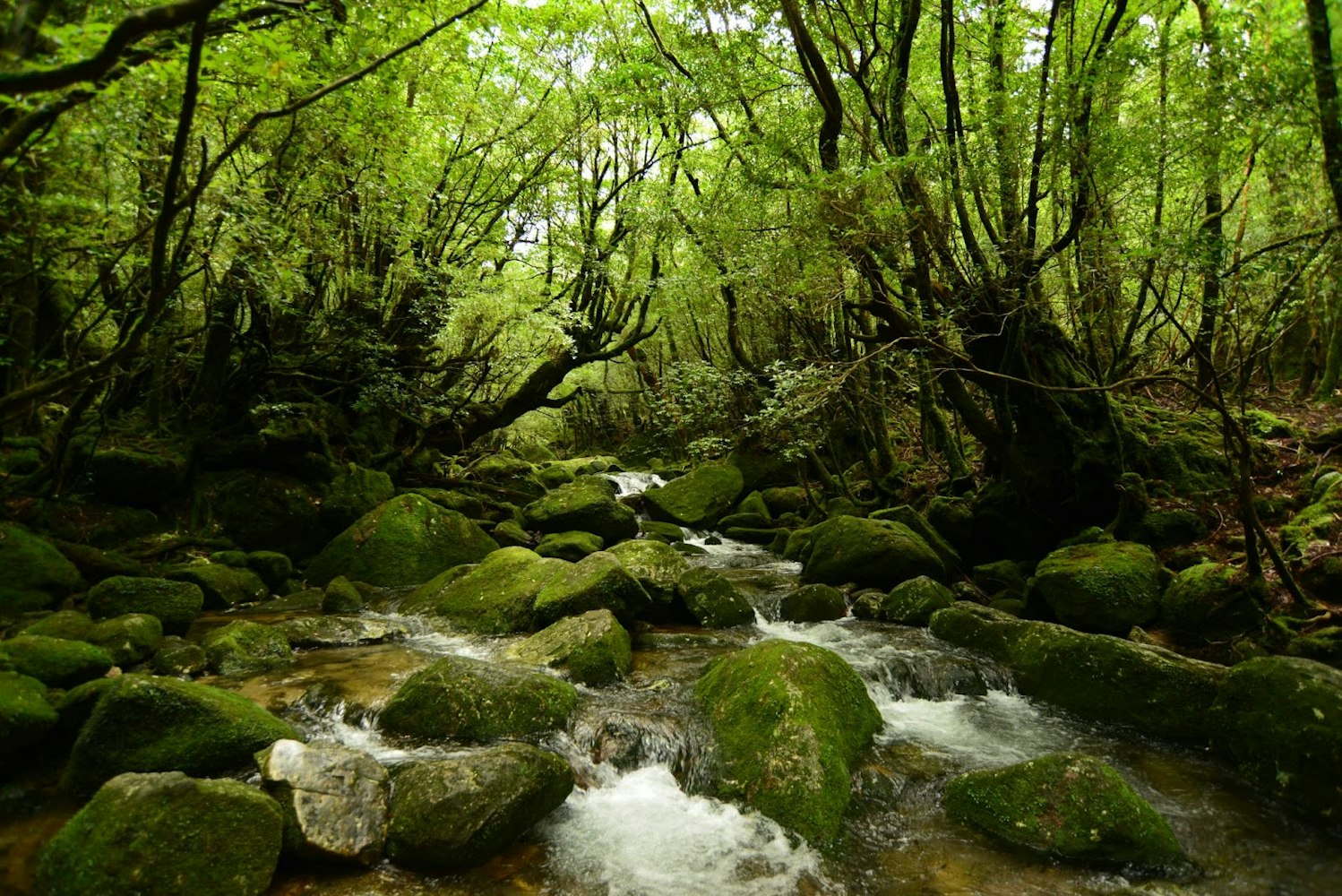 Yakushima Island