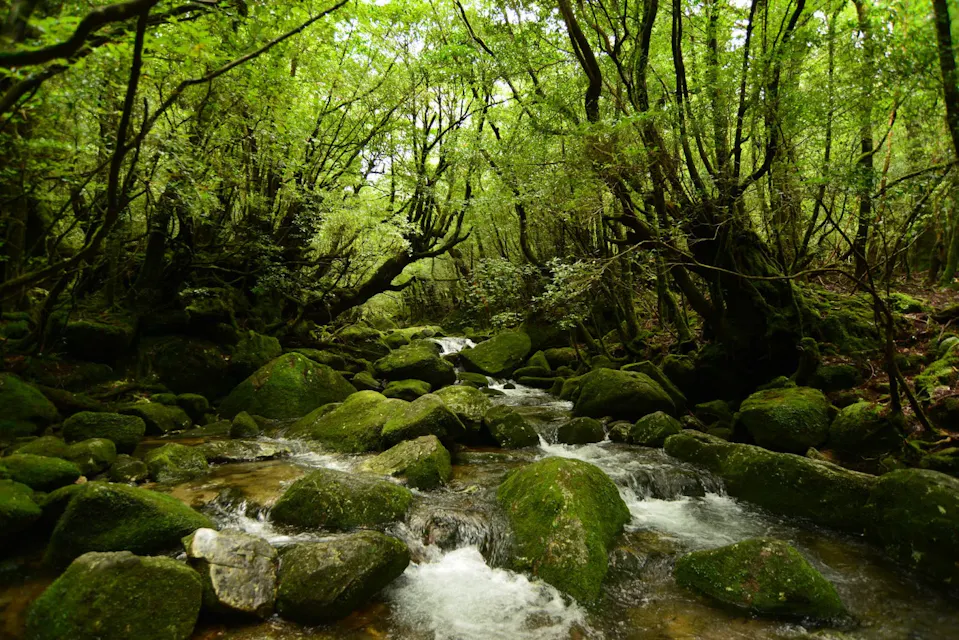 A serene forest scene with a small stream flowing over moss-covered rocks. Tall trees with lush green leaves form a dense canopy, allowing filtered sunlight to illuminate the scene and create a tranquil atmosphere.