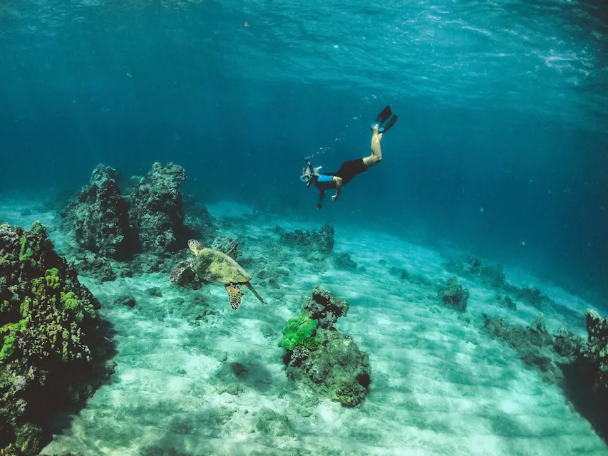 A snorkeler swimming underwater near a sea turtle. The clear blue water showcases coral formations and the sandy ocean floor. The snorkeler is wearing fins, a mask, and a snorkel. The sea turtle is moving gracefully through the water.