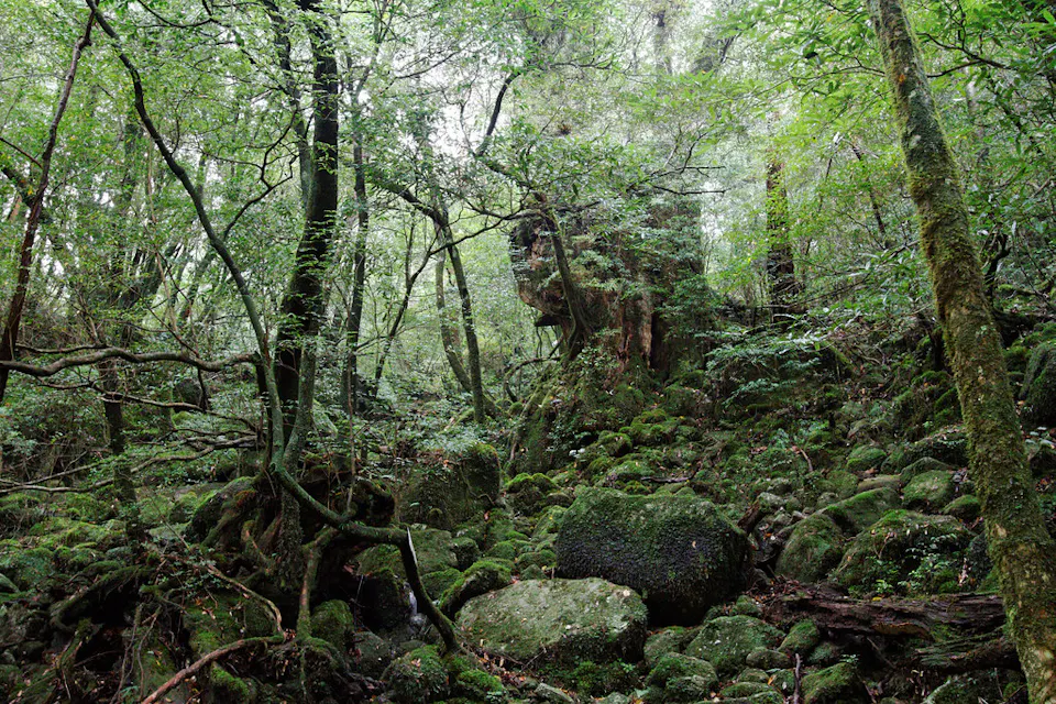 A dense, lush forest filled with an abundance of green foliage. The forest floor is covered in moss, rocks, and fallen branches. The trees are tall with twisted trunks and branches, creating a mystical, natural landscape. Sunlight filters softly through the canopy.