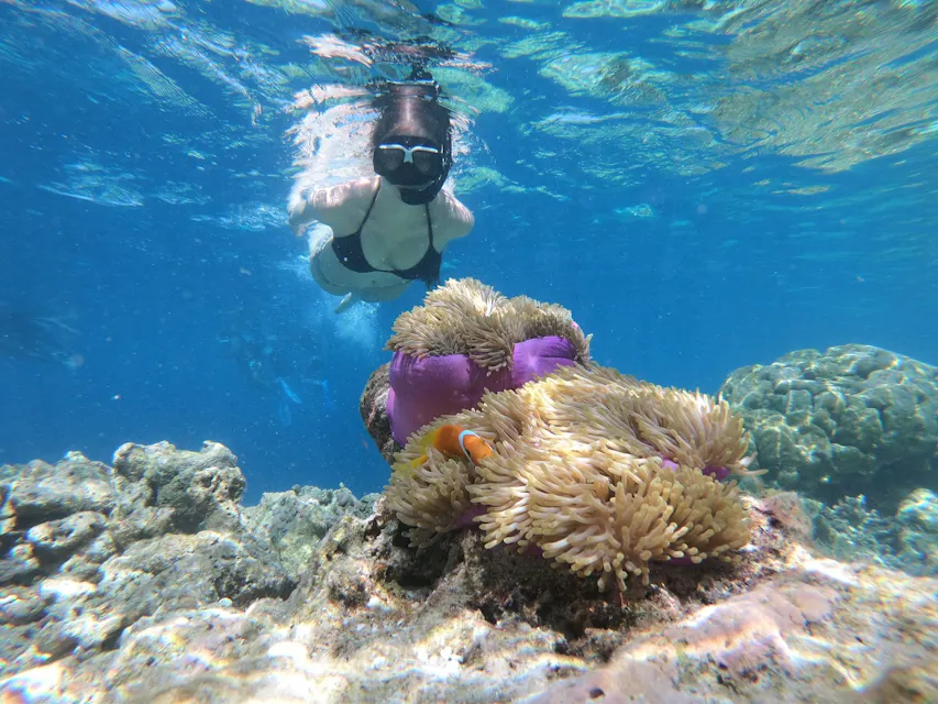 A snorkeler wearing a mask and snorkel swims underwater near a coral reef. In the foreground, there is a colorful anemone with a clownfish nestled among its tentacles. The clear blue water provides good visibility of the marine life and coral.