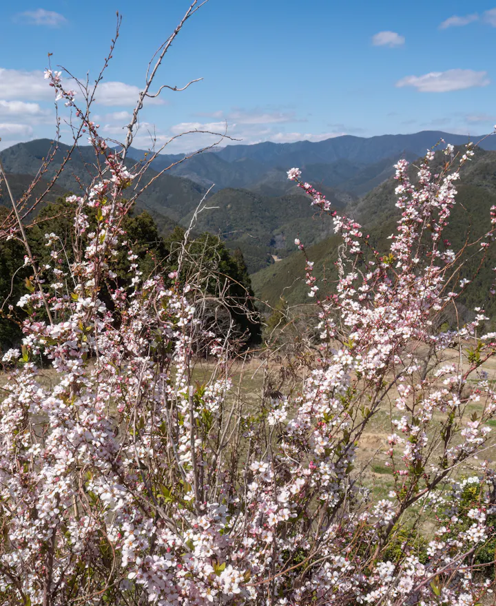 Wildflowers along Kumano Kodo Route Wildflowers along Kumano Kodo Route