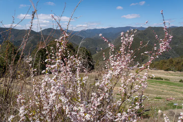Wildflowers along Kumano Kodo Route