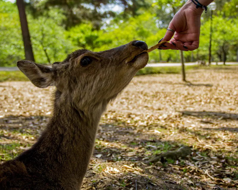 A brown deer stands on a forest floor covered in fallen leaves, reaching up to gently take a leaf from a person's hand. The background features trees and a grassy area, creating a serene, nature-filled scene.