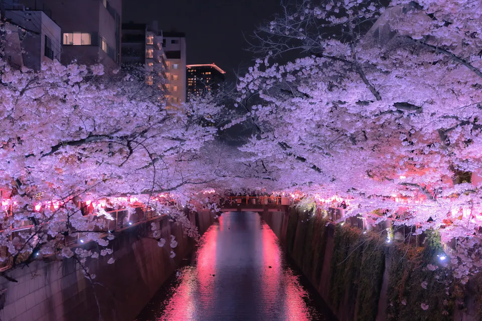 水面を覆う桜の木がアーチを描く、桜並木の穏やかな夜景。バックグラウンドでは建物が照らされ、川の表面には柔らかいピンクの光が反射し、魔法のようで夢のような雰囲気を作り出しています。