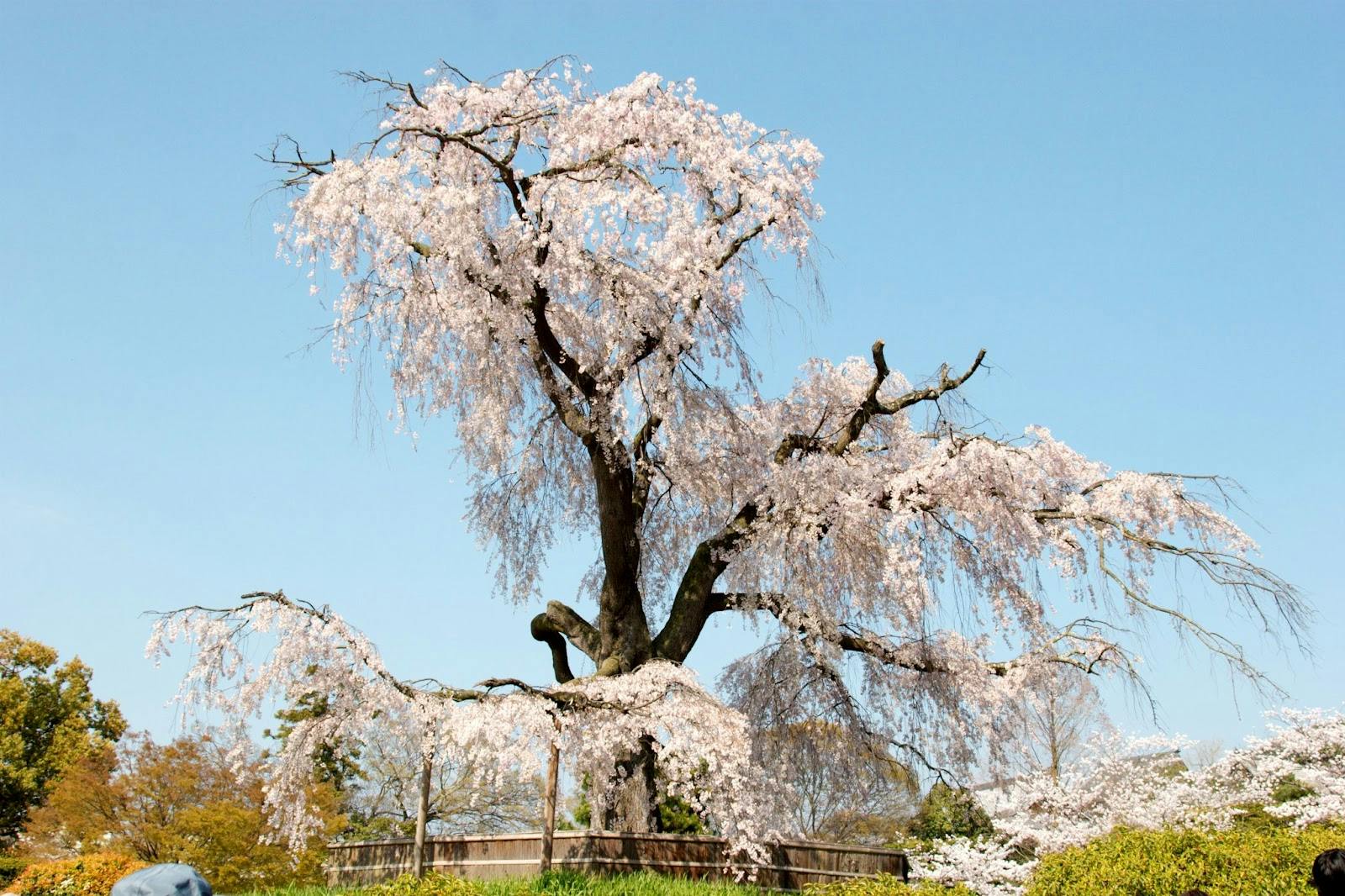 A large cherry blossom tree in full bloom stands against a clear blue sky, with delicate pink flowers covering its branches. Green grass and other trees are visible in the background.