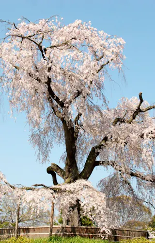 Philophers Tree Philosopher's Path in Kyoto: Highlights, Access & Tips - Trip To Japan