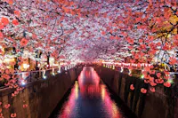 A river lined with cherry blossom trees in full bloom, their pink flowers arching overhead and reflecting in the water below. Festive lanterns illuminate the scene, casting a warm glow on the surroundings.