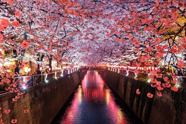 A river lined with cherry blossom trees in full bloom, their pink flowers arching overhead and reflecting in the water below. Festive lanterns illuminate the scene, casting a warm glow on the surroundings.