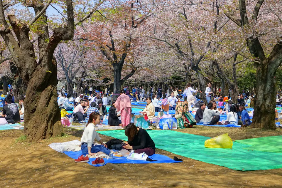 Sakura Matsuri