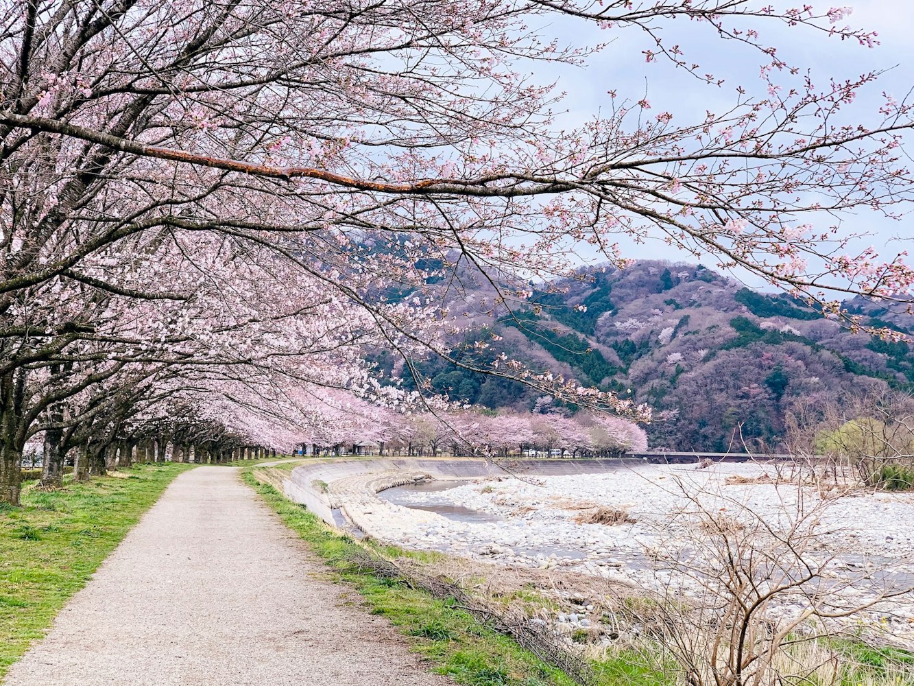 Cherry Blossoms