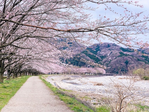 Cherry Blossoms