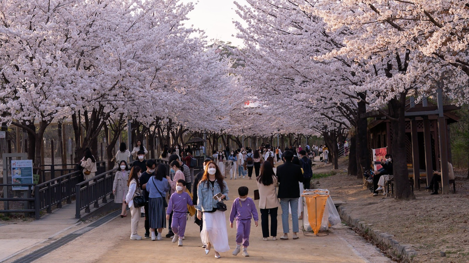 Cherry Blossom Viewing