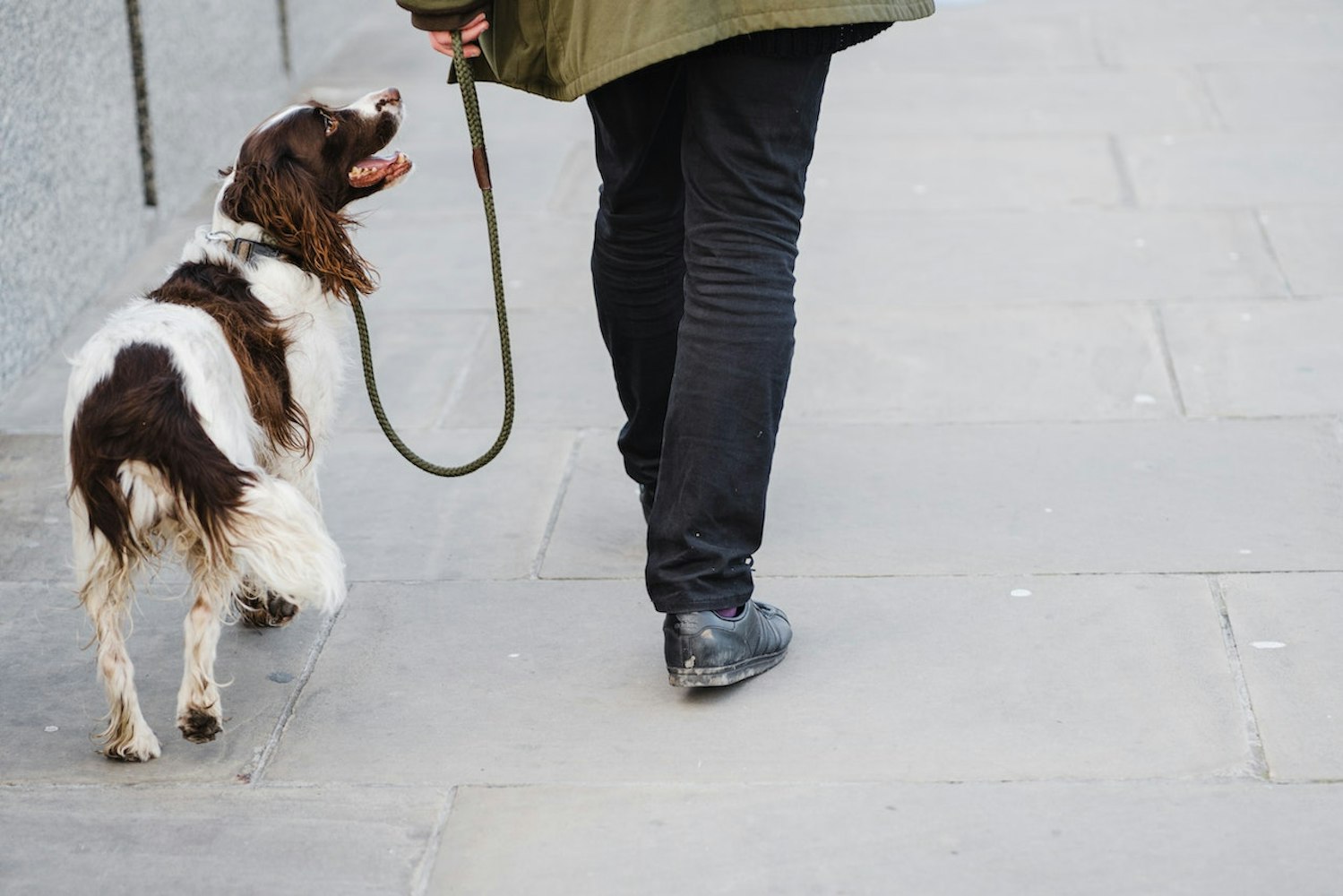 Strolling with Pet