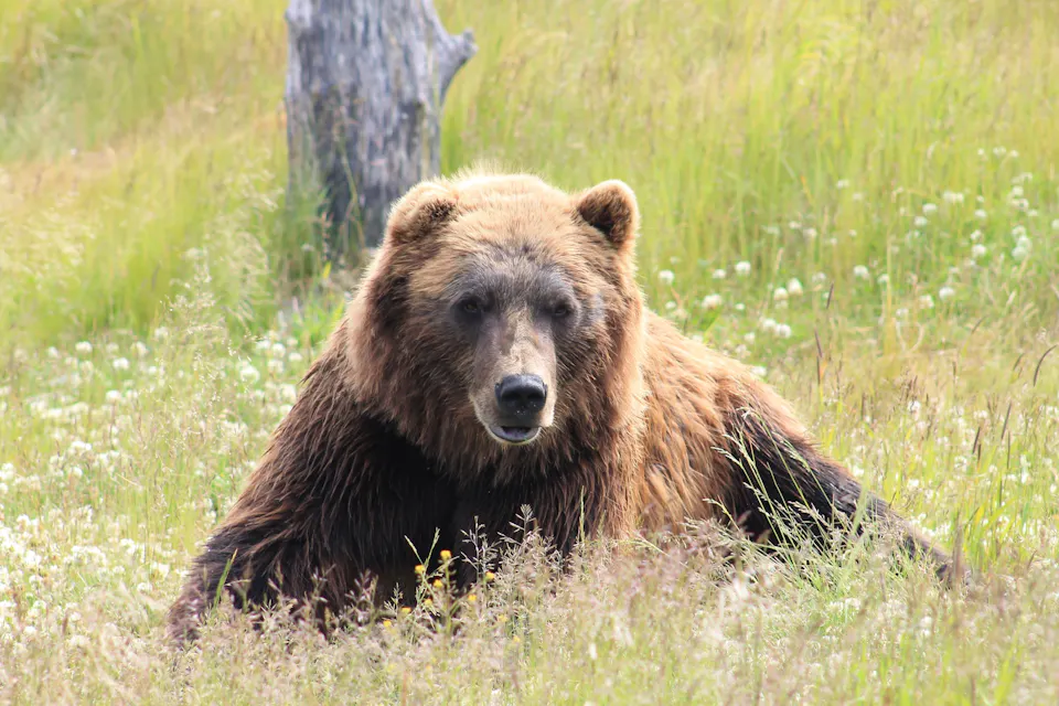Brown Bear