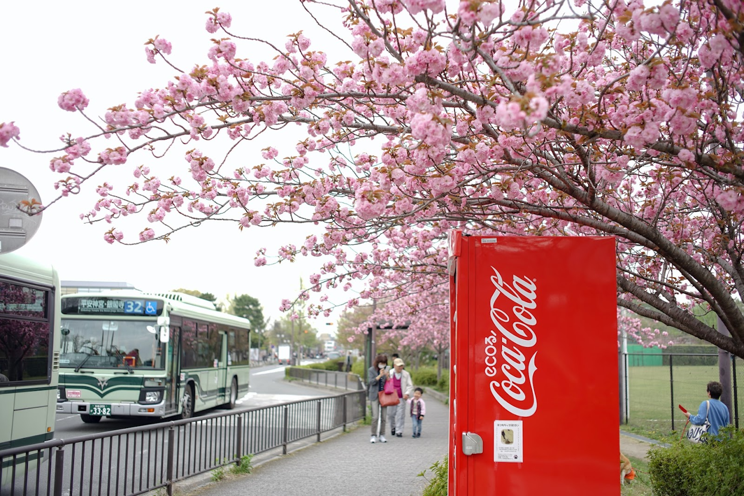 Cherry Blossoms