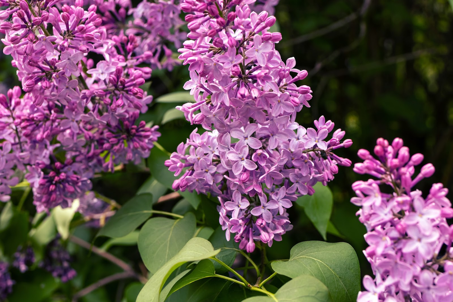 Flowers in Aso-Kuju National Park