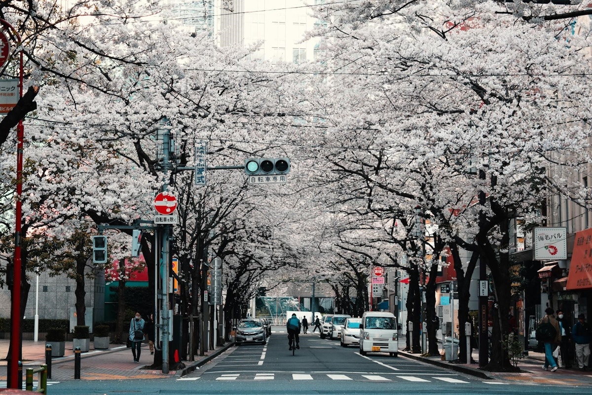 Cherry Blossoms Cherry Blossoms