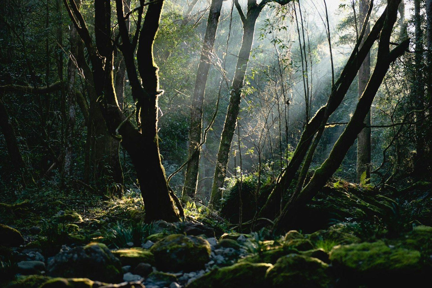 Yakushima Island