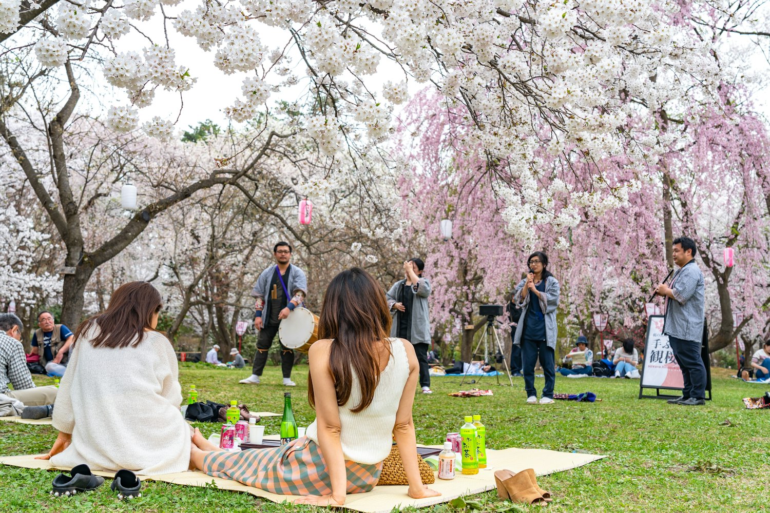 Hirosaki Park Cherry Blossoms Matsuri Festival