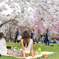 Hirosaki Park Cherry Blossoms Matsuri Festival Hirosaki Park Cherry Blossoms Matsuri Festival