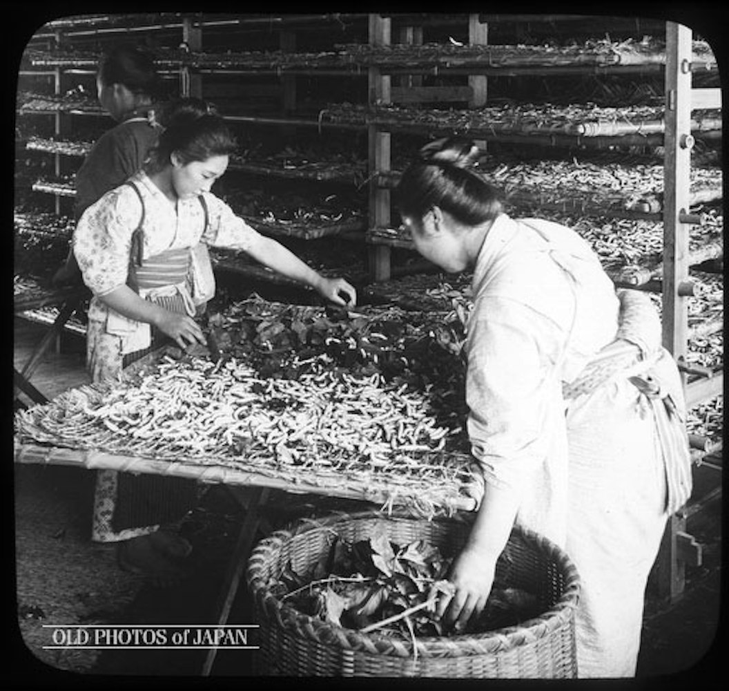 Circa 1904, Japanese women feeding silkworms in a textile factory during the Meiji Era