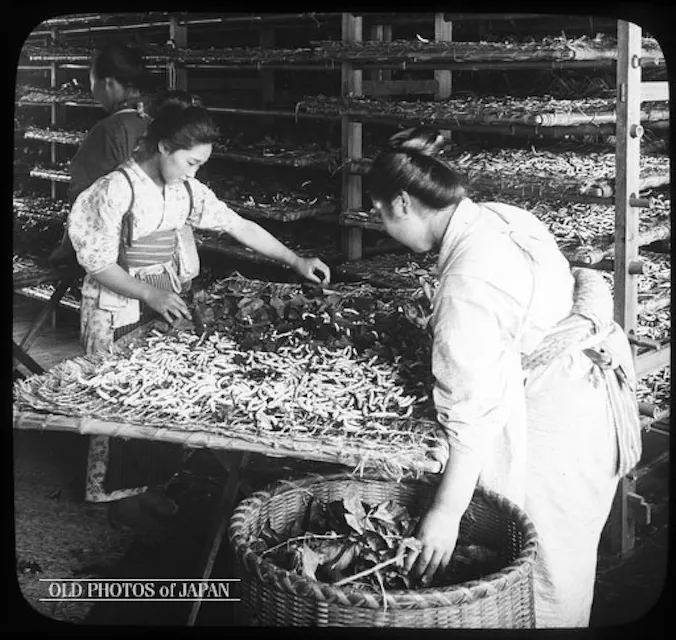 Circa 1904, Japanese women feeding silkworms in a textile factory during the Meiji Era